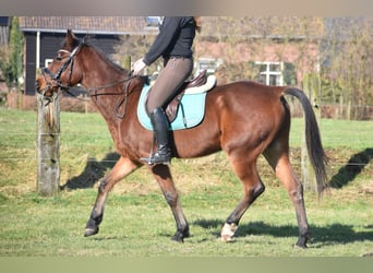 Pozostałe rasy, Wałach, 6 lat, 162 cm, Gniada