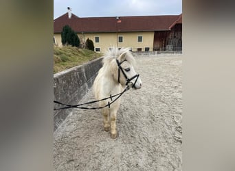 Pozostałe rasy, Wałach, 7 lat, 105 cm, Srokata