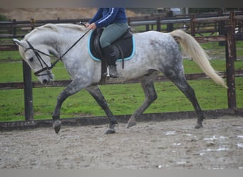 Pozostałe rasy, Wałach, 7 lat, 143 cm, Siwa