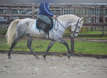 Pozostałe rasy, Wałach, 7 lat, 143 cm, Siwa