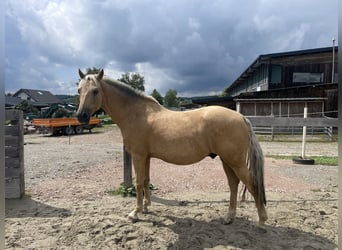PRE Mestizo, Caballo castrado, 10 años, 151 cm, Palomino