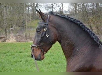 PRE, Caballo castrado, 10 años, 155 cm, Castaño oscuro