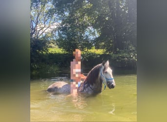 PRE, Caballo castrado, 10 años, 155 cm, Tordillo negro