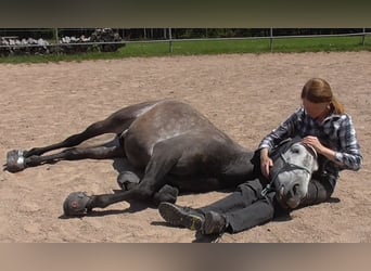 PRE, Caballo castrado, 10 años, 155 cm, Tordillo negro