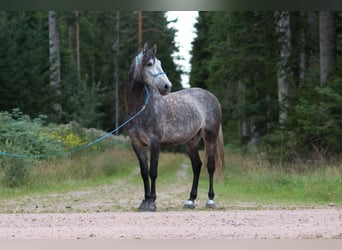 PRE, Caballo castrado, 10 años, 155 cm, Tordillo negro