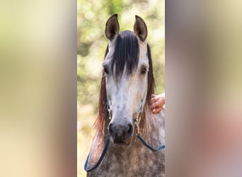 PRE, Caballo castrado, 10 años, 155 cm, Tordillo negro