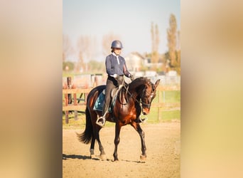 PRE, Caballo castrado, 10 años, 157 cm, Castaño oscuro