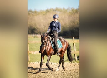 PRE, Caballo castrado, 10 años, 157 cm, Castaño oscuro