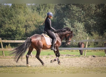 PRE, Caballo castrado, 10 años, 157 cm, Castaño oscuro