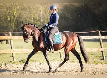 PRE, Caballo castrado, 10 años, 157 cm, Castaño oscuro