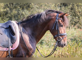 PRE, Caballo castrado, 10 años, 157 cm, Castaño oscuro