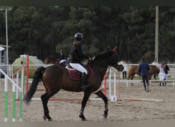 PRE, Caballo castrado, 10 años, 158 cm, Castaño