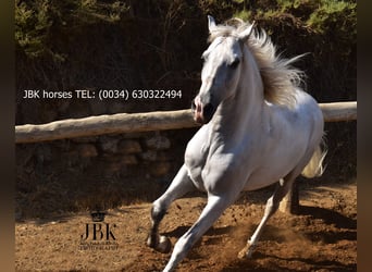 PRE Mestizo, Caballo castrado, 10 años, 158 cm, Tordo