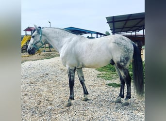 PRE Mestizo, Caballo castrado, 10 años, 159 cm, Tordo picazo