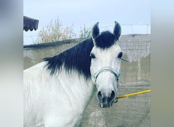 PRE Mestizo, Caballo castrado, 10 años, 159 cm, Tordo picazo