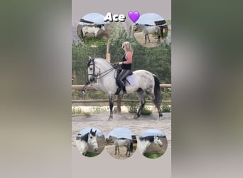 PRE Mestizo, Caballo castrado, 10 años, 159 cm, Tordo picazo