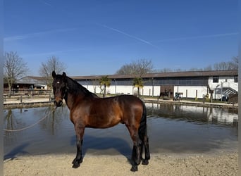 PRE Mestizo, Caballo castrado, 10 años, 160 cm, Castaño oscuro