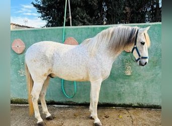 PRE Mestizo, Caballo castrado, 10 años, 160 cm, Tordo