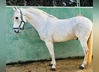 PRE Mestizo, Caballo castrado, 10 años, 160 cm, Tordo