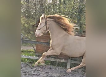 PRE Mestizo, Caballo castrado, 10 años, 161 cm, Perlino