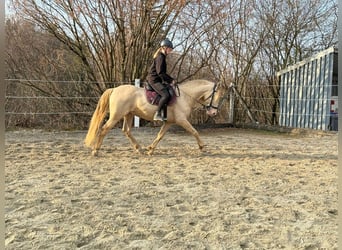 PRE Mestizo, Caballo castrado, 10 años, 161 cm, Perlino