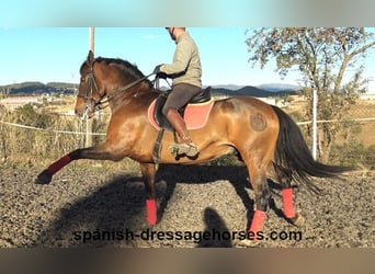 PRE, Caballo castrado, 10 años, 162 cm, Castaño