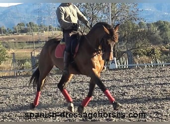 PRE, Caballo castrado, 10 años, 162 cm, Castaño