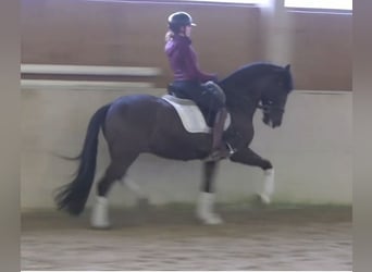 PRE Mestizo, Caballo castrado, 10 años, 162 cm, Morcillo