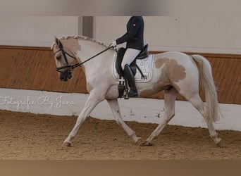 PRE Mestizo, Caballo castrado, 10 años, 162 cm, Pío