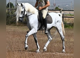 PRE Mestizo, Caballo castrado, 10 años, 162 cm, Tordo