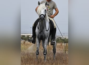 PRE Mestizo, Caballo castrado, 10 años, 162 cm, Tordo