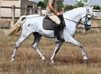 PRE Mestizo, Caballo castrado, 10 años, 162 cm, Tordo