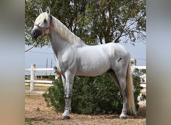 PRE Mestizo, Caballo castrado, 10 años, 162 cm, Tordo