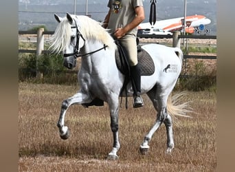 PRE Mestizo, Caballo castrado, 10 años, 162 cm, Tordo