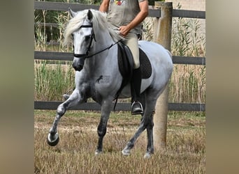 PRE Mestizo, Caballo castrado, 10 años, 162 cm, Tordo