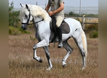PRE Mestizo, Caballo castrado, 10 años, 162 cm, Tordo