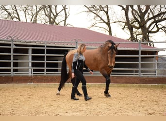 PRE Mestizo, Caballo castrado, 10 años, 163 cm, Bayo