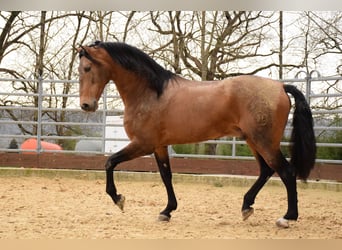 PRE Mestizo, Caballo castrado, 10 años, 163 cm, Bayo