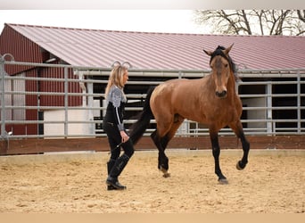 PRE Mestizo, Caballo castrado, 10 años, 163 cm, Bayo