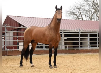 PRE Mestizo, Caballo castrado, 10 años, 163 cm, Bayo