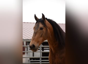 PRE Mestizo, Caballo castrado, 10 años, 163 cm, Bayo