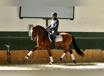 PRE Mestizo, Caballo castrado, 10 años, 163 cm, Castaño