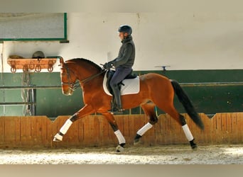 PRE Mestizo, Caballo castrado, 10 años, 163 cm, Castaño