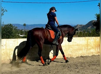 PRE Mestizo, Caballo castrado, 10 años, 163 cm, Castaño oscuro