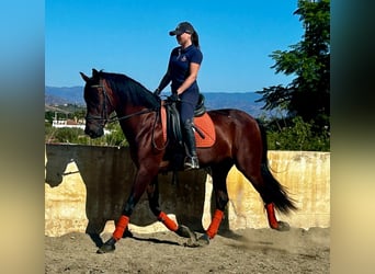 PRE Mestizo, Caballo castrado, 10 años, 163 cm, Castaño oscuro