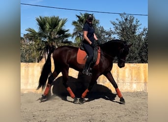 PRE Mestizo, Caballo castrado, 10 años, 163 cm, Castaño oscuro