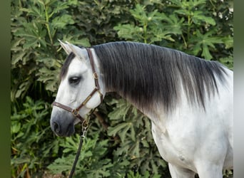 PRE Mestizo, Caballo castrado, 10 años, 164 cm, Tordo