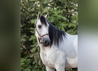 PRE Mestizo, Caballo castrado, 10 años, 164 cm, Tordo