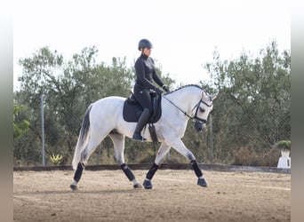 PRE Mestizo, Caballo castrado, 10 años, 164 cm, Tordo