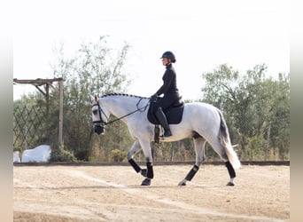 PRE Mestizo, Caballo castrado, 10 años, 164 cm, Tordo